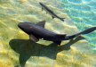 Punta Cana - Excursión Seaquarium