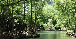 Levantado- Excursión al Parque Nac de los Haitises