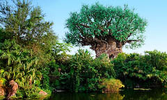 Entradas: Parque Disney´s Animal Kingdom