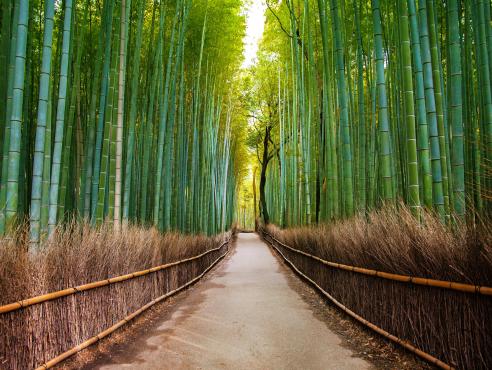 Kyoto - Tour por Arashiyama c/ tkt tren + almuerzo