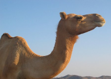 Dubai - Paseo en camello por el desierto