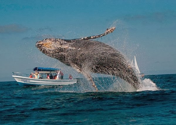 Levantado- Avistaje de ballenas en la Bahía Samana